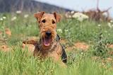 AIREDALE TERRIER 176